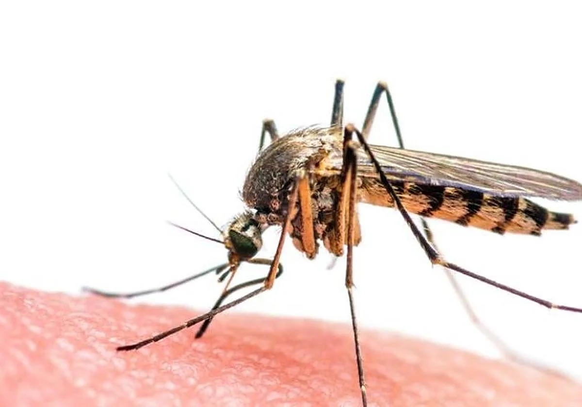 Ascienden a cuatro los infectados por la fiebre del Nilo en Andalucía