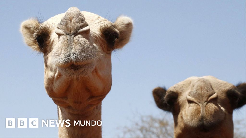 "Les salen ampollas en las patas y la arena les quema la piel": ni los camellos se libran de los efectos del aumento de temperaturas en África