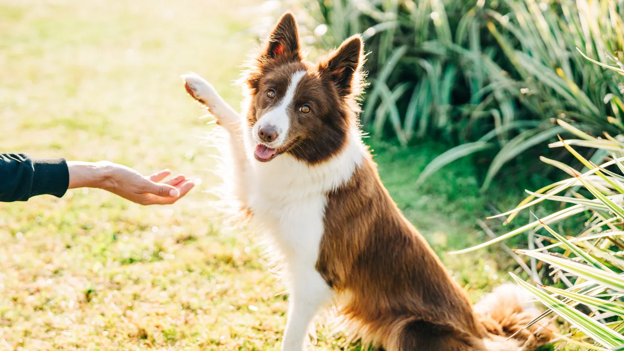 ¿Tu perro es derecho o zurdo? Un nuevo test científico permite determinarlo