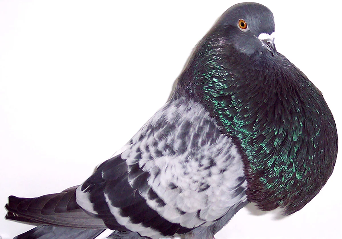 El palomo buchón veleño, dos siglos de historia reconocidos como patrimonio local