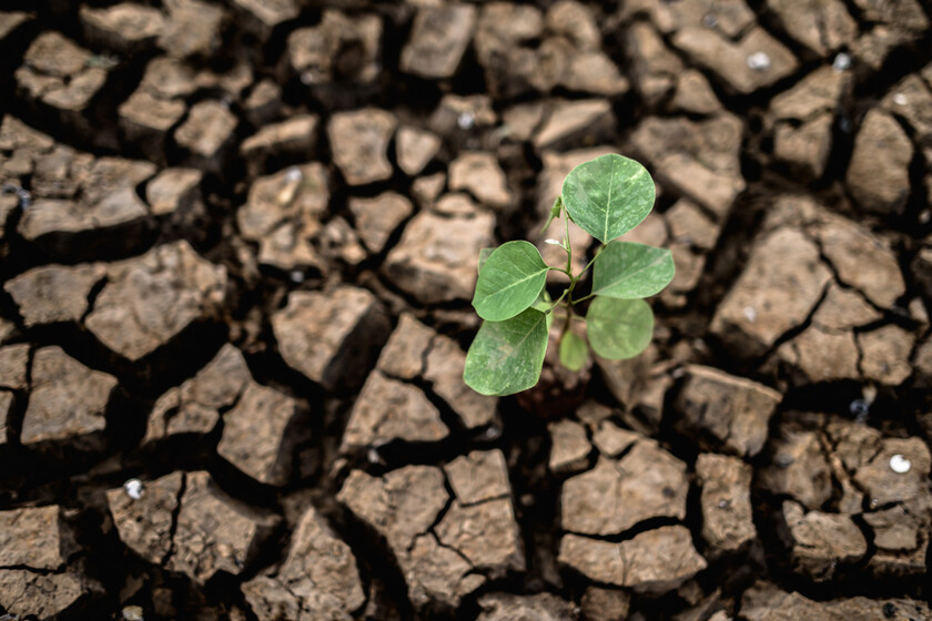 Por culpa del cambio climático, para 2100 perderemos cada año en cultivos el equivalente a lo que comen 2.000 millones de personas
