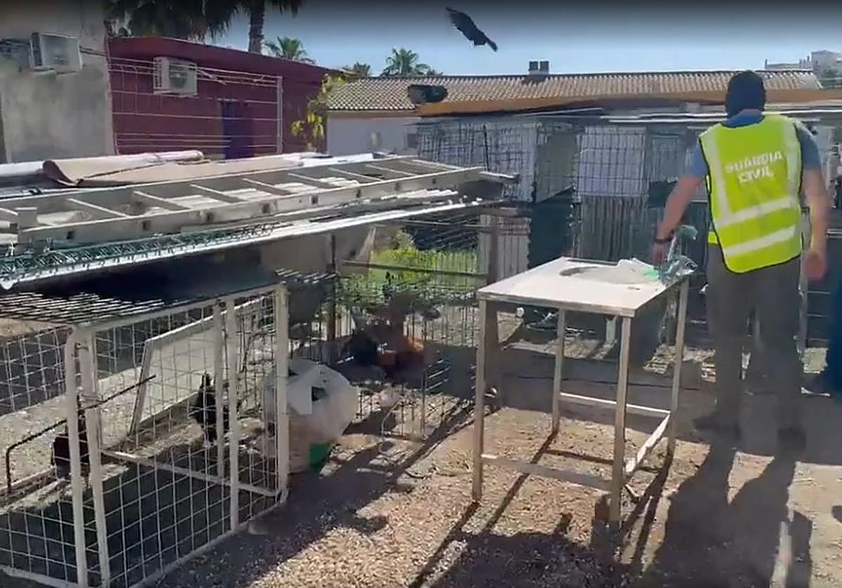 Cae un criadero ilegal de aves en Alhaurín el Grande: Intervienen 26 gallos de pelea que se encontraban en malas condiciones