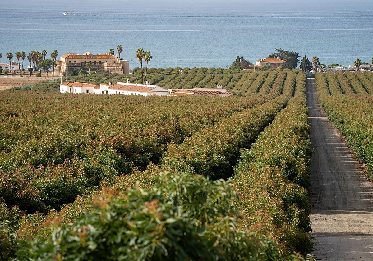En la tierra del aguacate: un superalimento de Málaga para el mundo