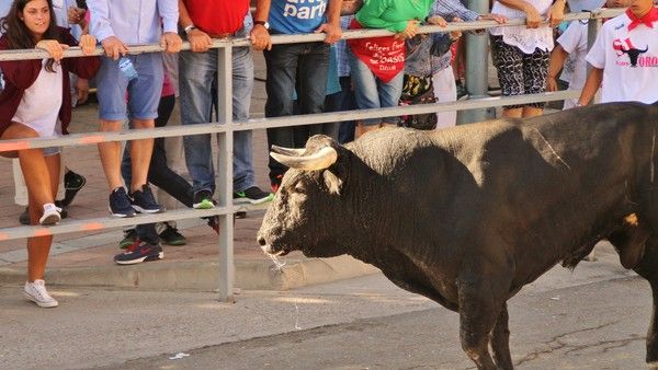 Minutos de tensión en Cantalejo tras escaparse un toro del encierro: hay una mujer herida
