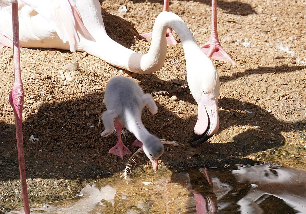 Así son los nuevos polluelos de flamenco nacidos en Bioparc Fuengirola