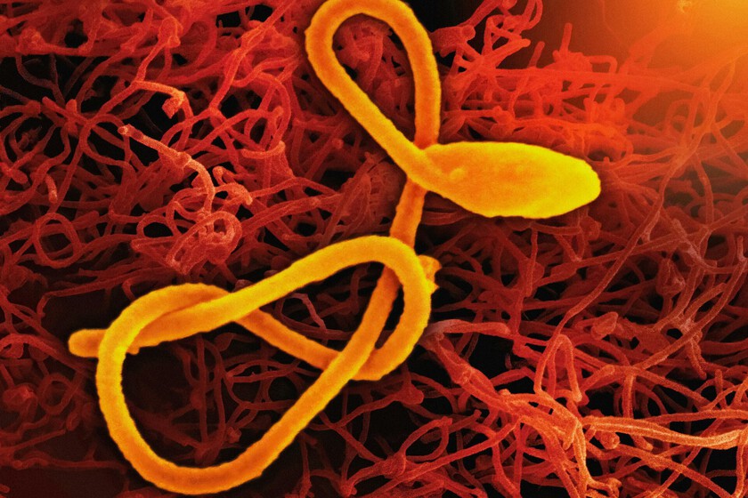 La epidemia de ébola más rápida de la historia avanza a ciegas para la ciencia
