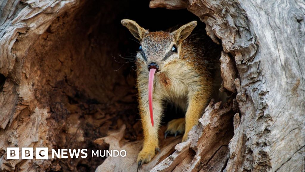 Numbats, los adorables animales que dan esperanza al país que es el epicentro mundial de la extinción de mamíferos