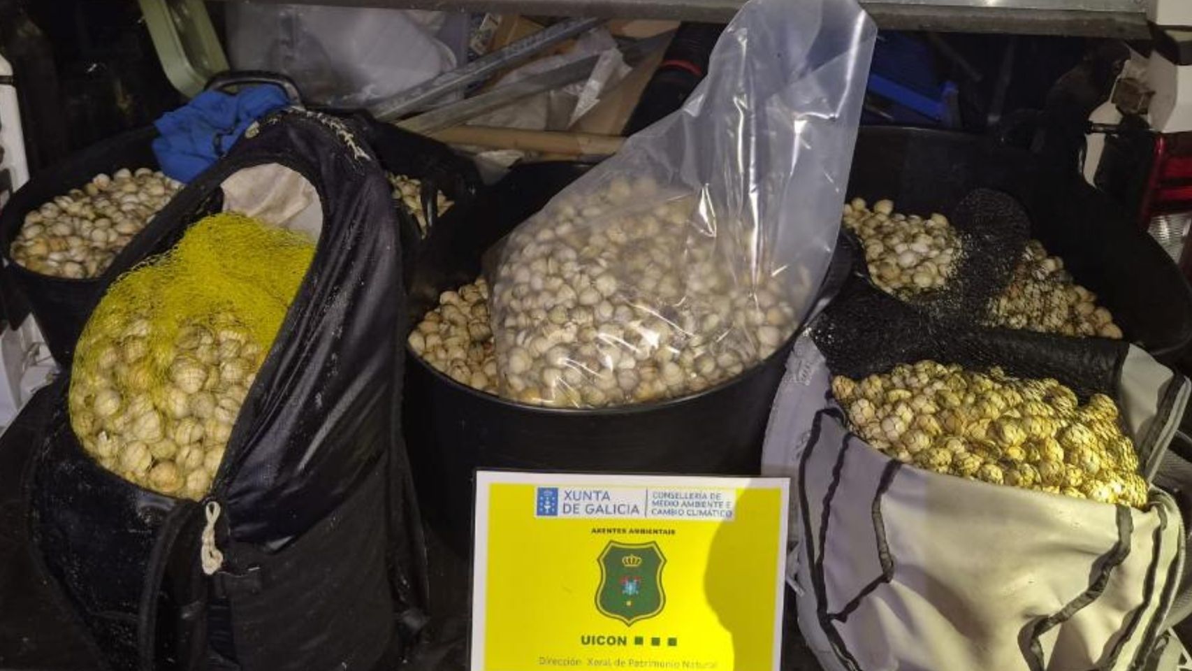 Cuatro furtivos identificados en Ribeira (A Coruña) por capturar 154 kilos de berberecho en Corrubedo