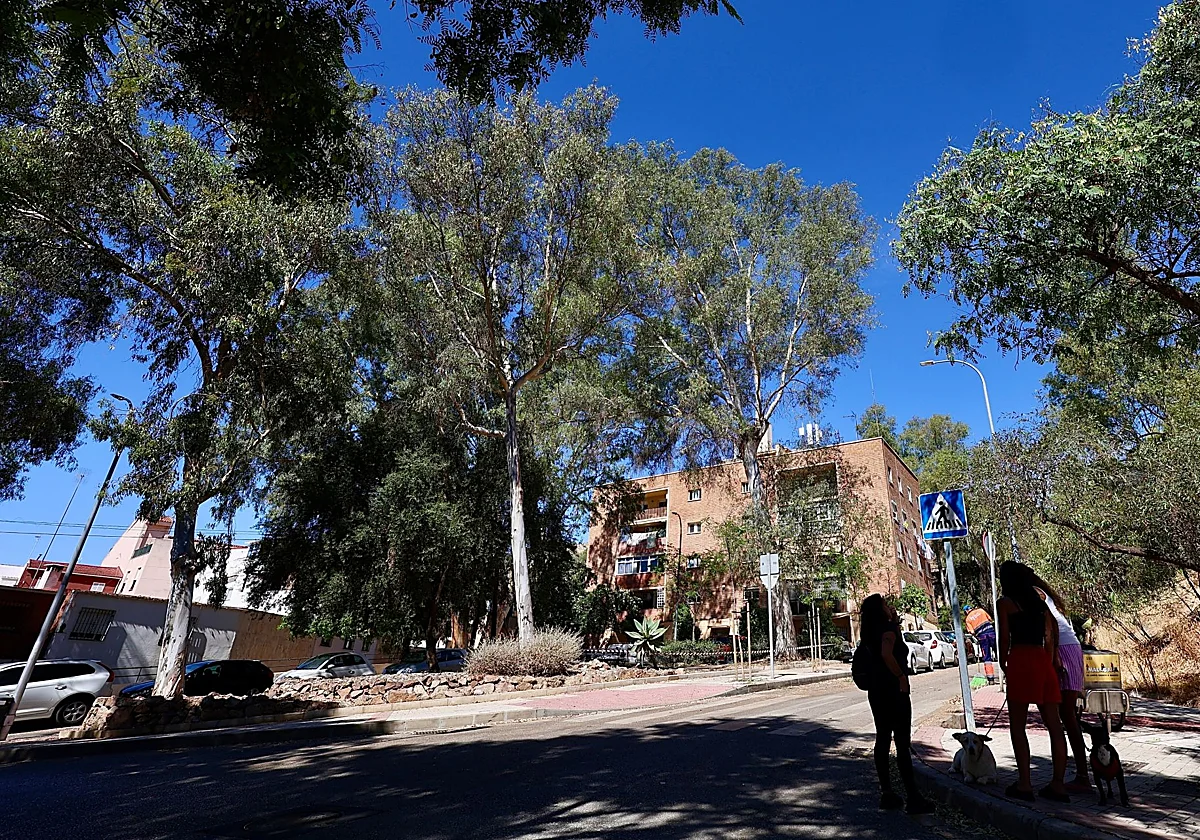 El Ayuntamiento asegura que el eucalipto que hirió a dos jóvenes no presentaba daños «aparentes»