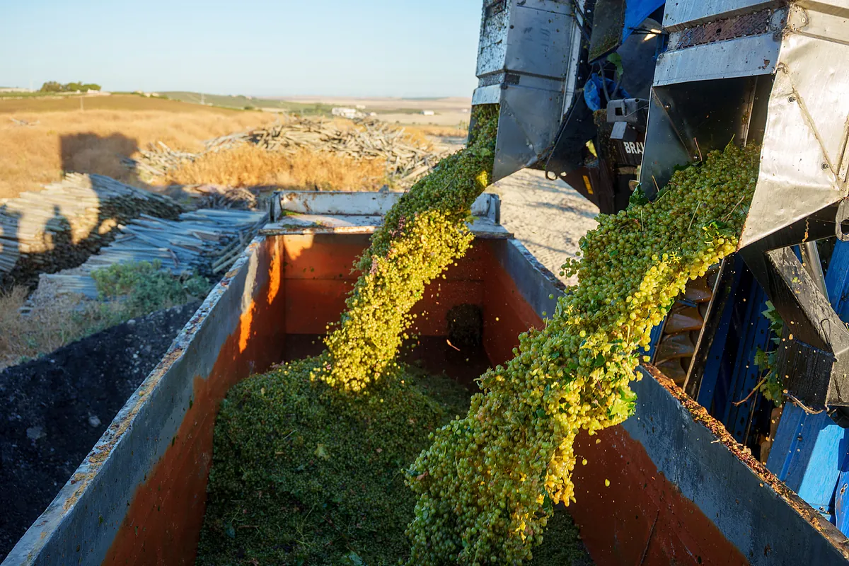 La viticultura, al límite: crisis climática, falta de mano de obra y precios a la baja