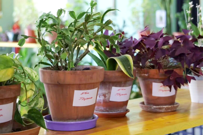 En Madrid ya hay guarderías de plantas para cuidártelas mientras te vas de vacaciones, y están totalmente saturadas