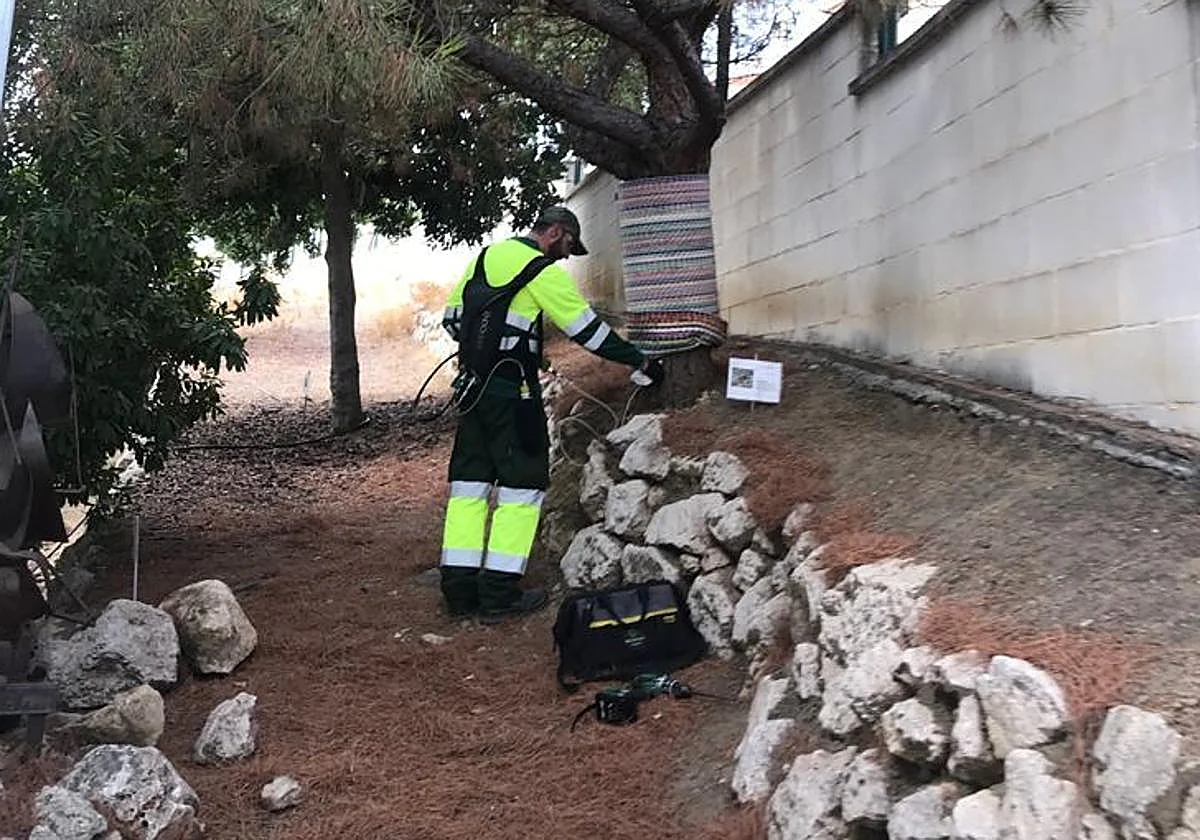 Campaña para prevenir la procesionaria en Rincón de la Victoria