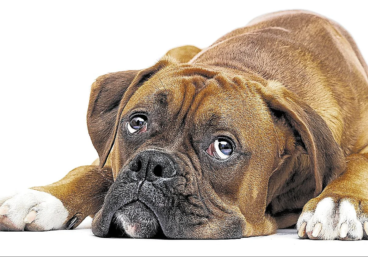 Tu perro también sufre la 'depresión' de septiembre: así se manifiesta