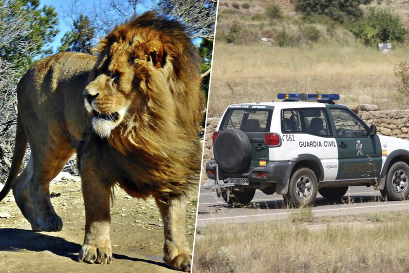 Un supuesto león se escapó en Toledo y la Guardia Civil lo buscó durante dos días. Que no apareciera es una mala señal