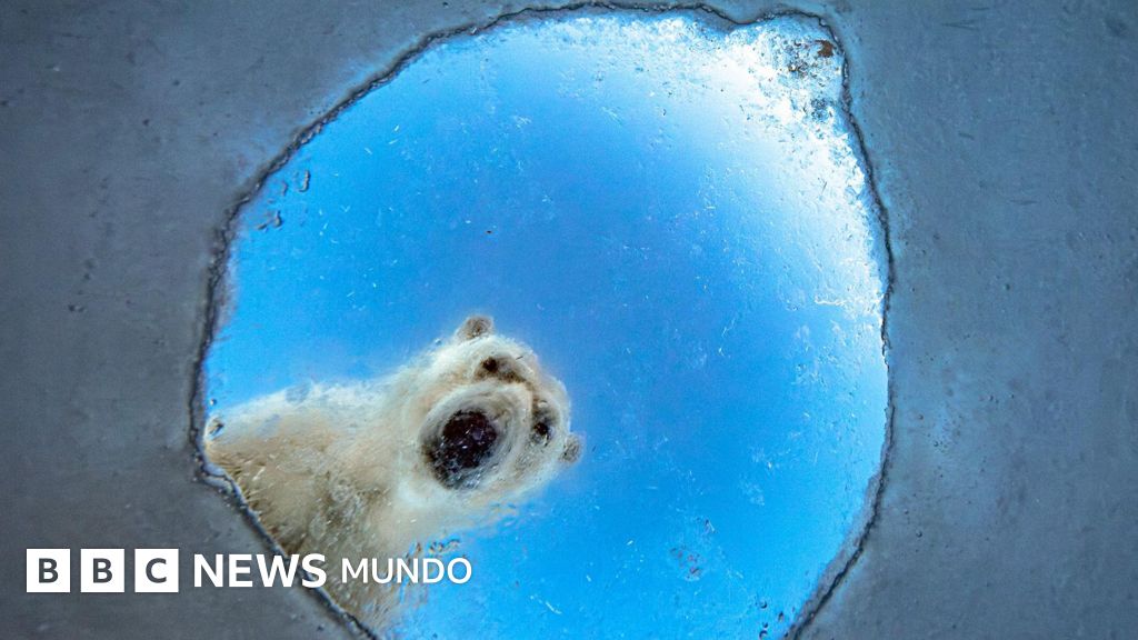 Un oso polar curioso, una ardilla afortunada y otros candidatos al premio al Fotógrafo de Vida Silvestre del Año