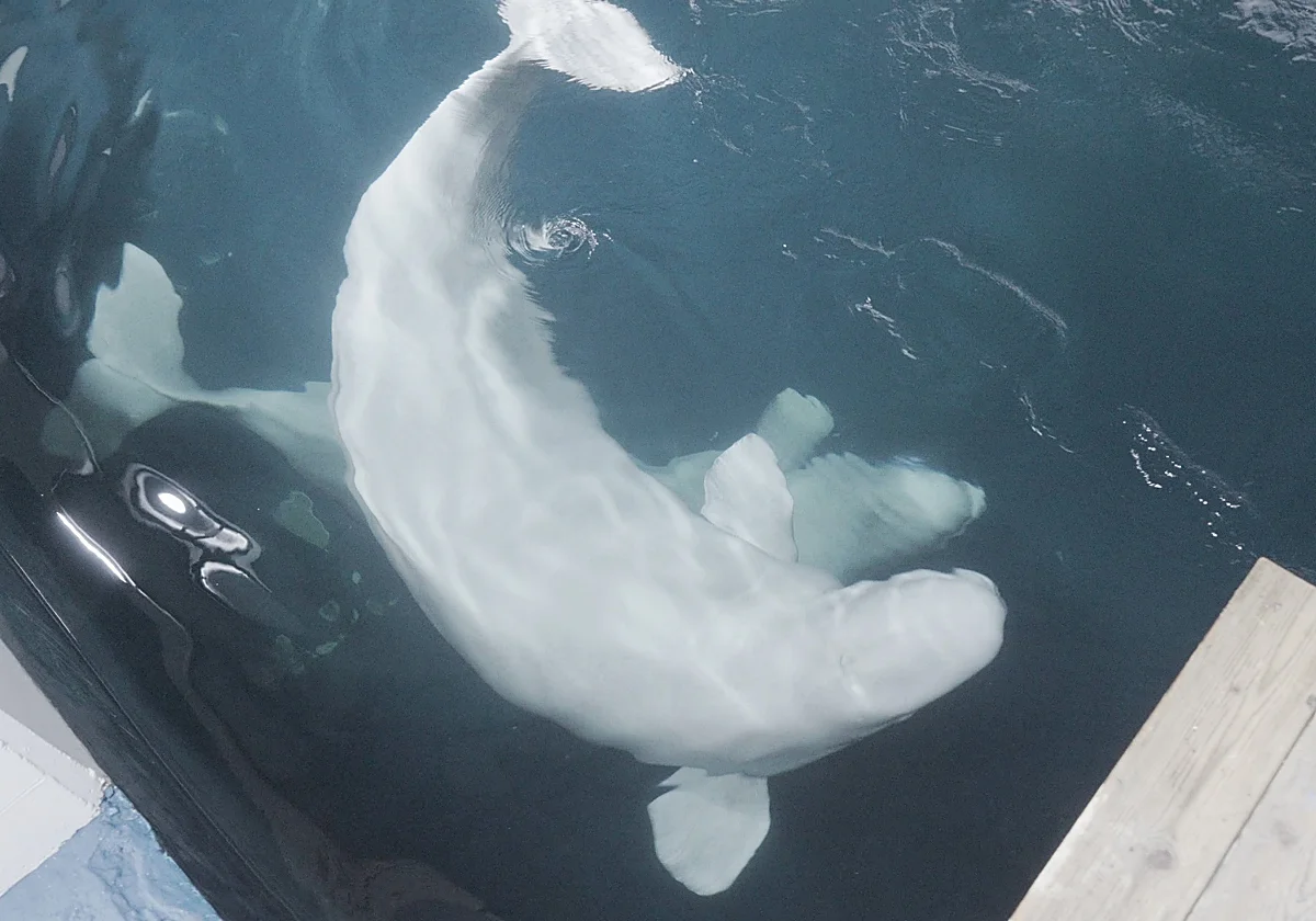 Las belugas y delfines que iban a ser sacrificados aterrizan en el Oceanogràfic de Valencia desde Toronto