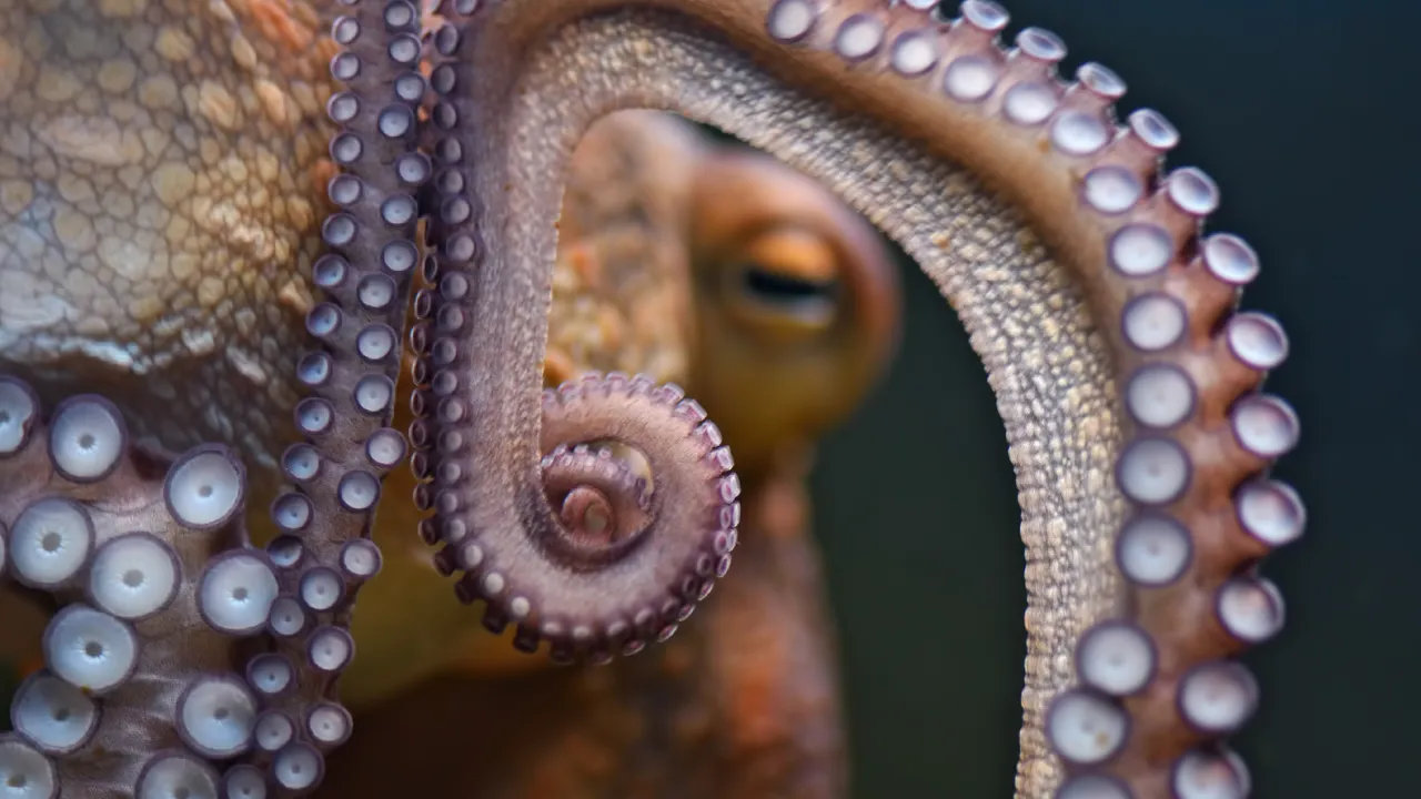 Los antepasados de los pulpos eran criaturas gigantes que dominaban los mares