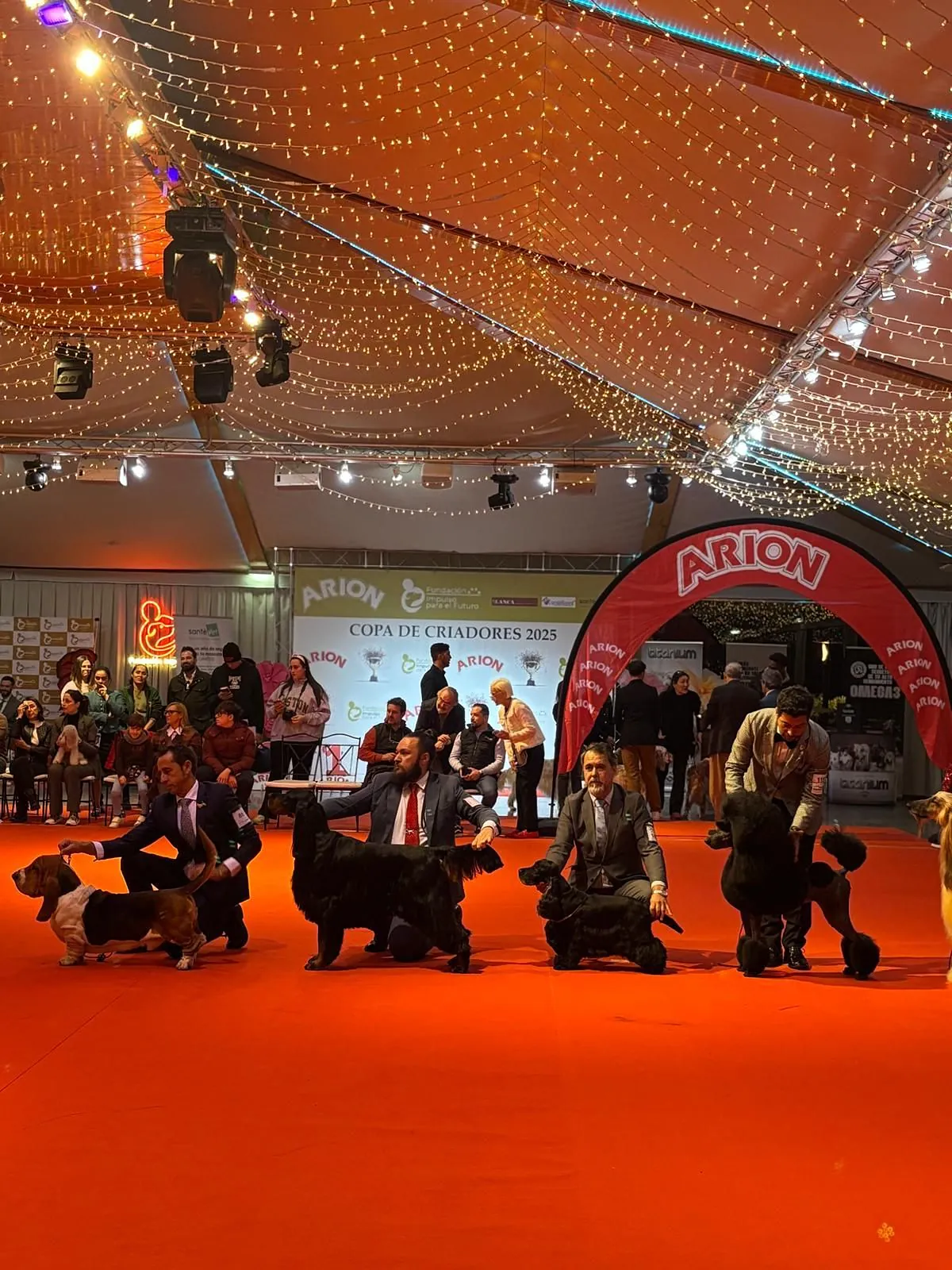 La experta que cría los schnauzers miniatura más premiados