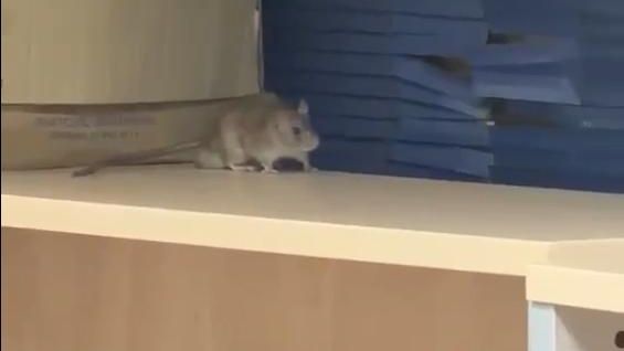 Las penosas condiciones del edificio de la Policía Local de Móstoles: "Tenemos goteras, una ducha para 270 agentes y ratas"