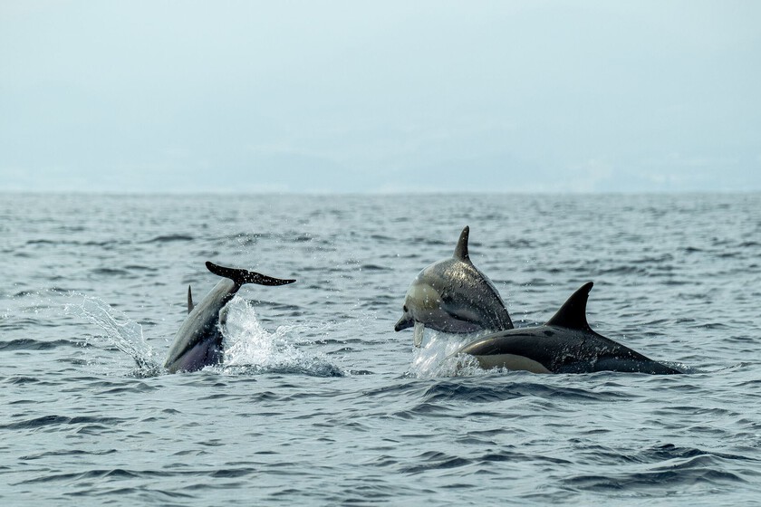 Hace 50 millones de años, las ballenas abandonaron la tierra firme. Ahora sabemos por qué la evolución les ha impedido volver