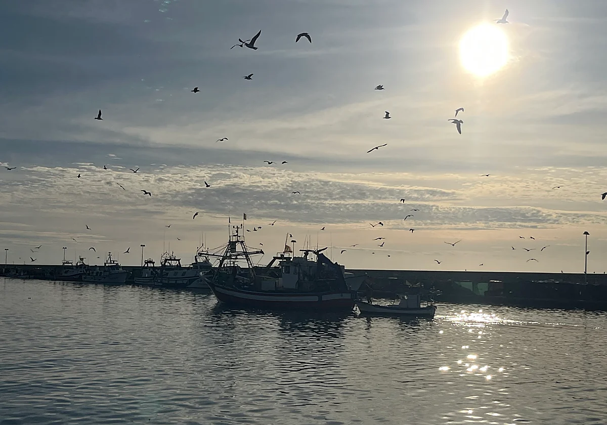 La pesca artesanal malagueña carga contra el reparto del atún rojo por excluir a parte de la flota