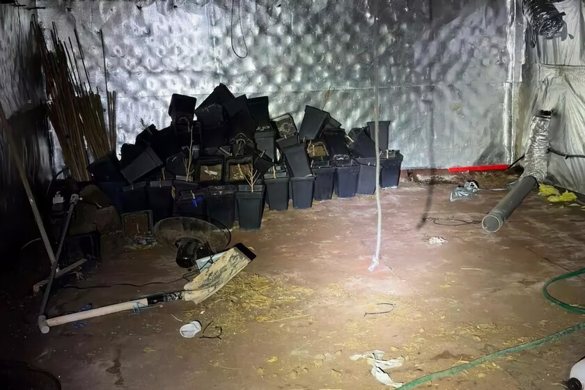 Compran una casa en un pueblo de Castellón y descubren que los antiguos dueños se habían dejado una plantación de marihuana