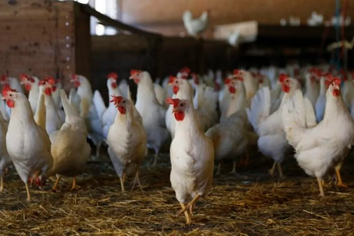 Noruega, contra el pollo favorito del mundo