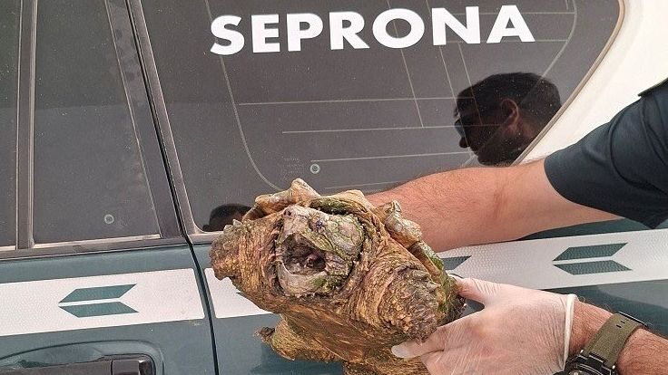 La Guardia Civil investiga a una mujer por tener una tortuga caimán en el patio de su casa