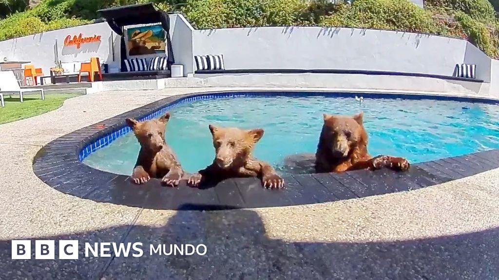 Compartimos casa con una familia de osos que se baña varios días a la semana en nuestra piscina