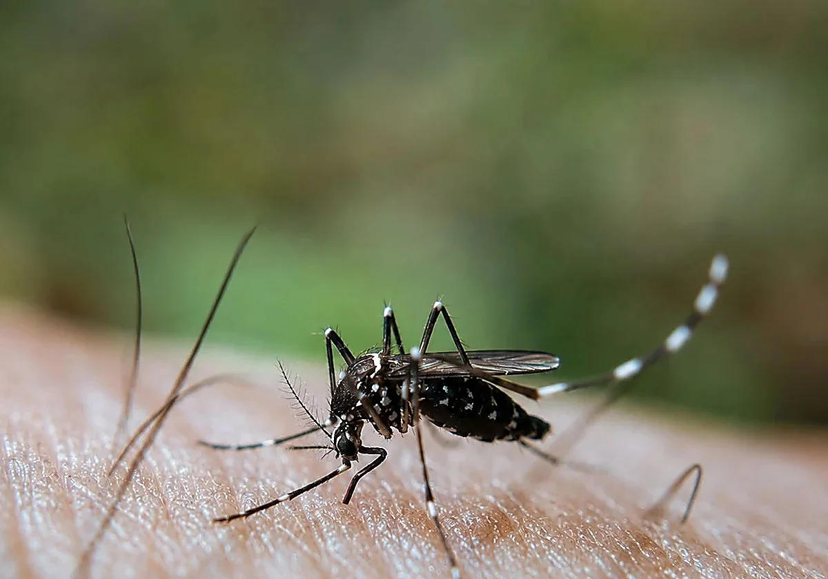 Pizarra, Cártama y Campanillas, en alerta por el virus del Nilo