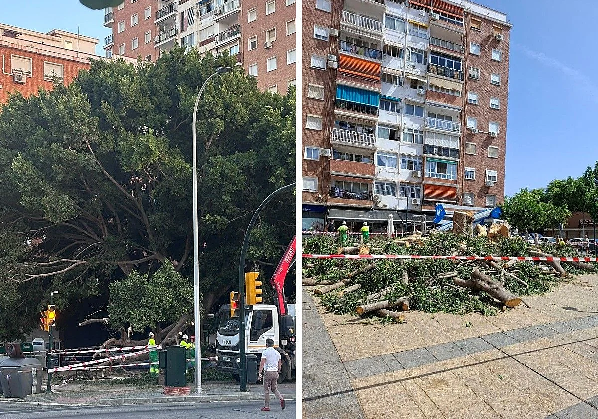 Málaga corta al completo el ficus que se partió por la mitad en la barriada de La Paz