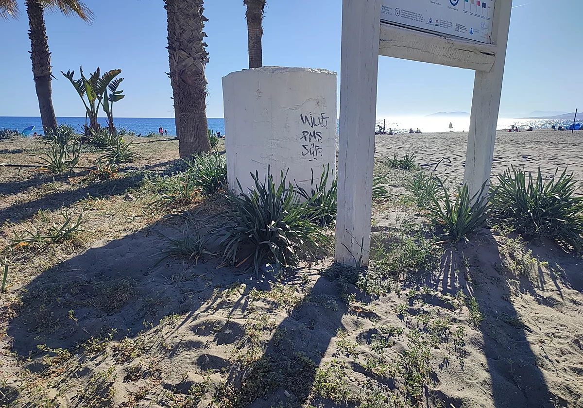 Torrox investiga otra denuncia ecologista por daños a azucenas de mar en Las Lindes