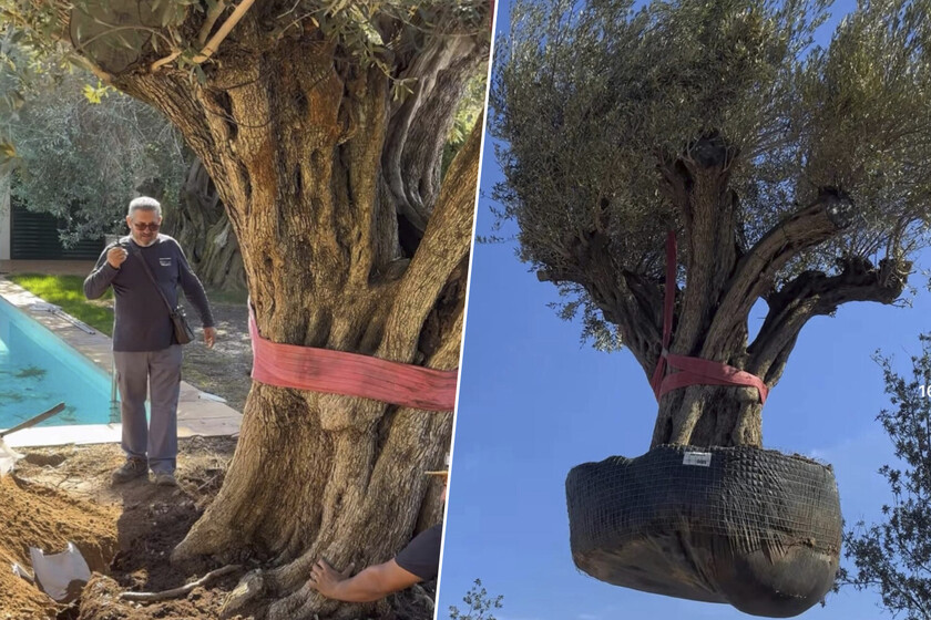 "Es extraordinario, no se hace todos los días": mueven un olivo de 500 años y 6.000 kilos para plantarlo en un jardín particular