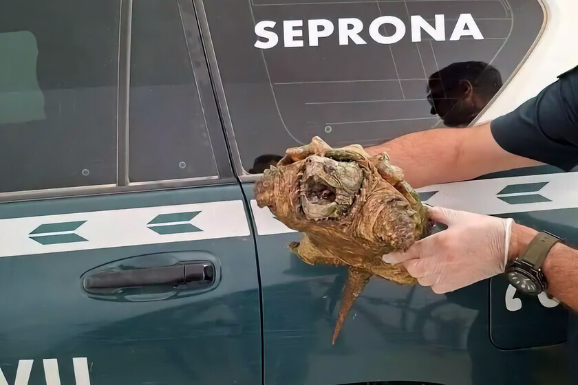 Tenía una especie de tortuga en el patio de su casa en Almansa. La Guardia Civil se la llevó: "muerde como un cocodrilo"