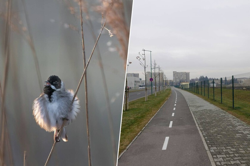 En 2020 la humanidad se confinó por el covid. Y eso provocó que una especie de pájaro modificara su pico para sobrevivir