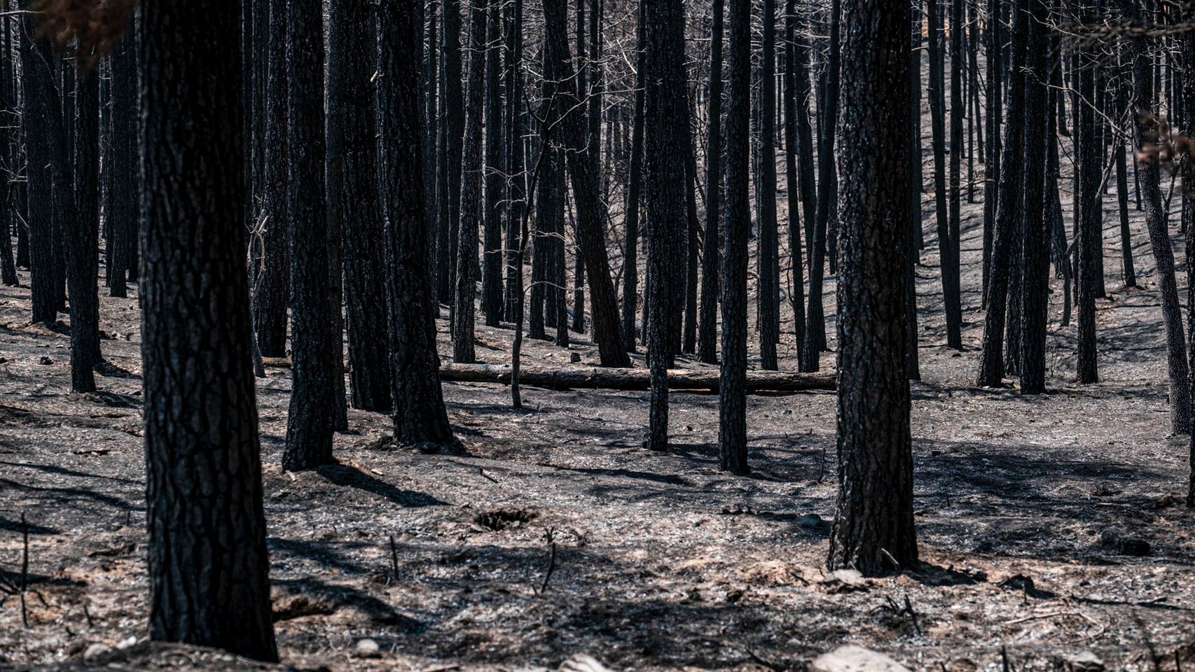 La Mierla pone fin a 51 días de fuego: el mayor incendio de Castilla-La Mancha deja 34.447 hectáreas arrasadas