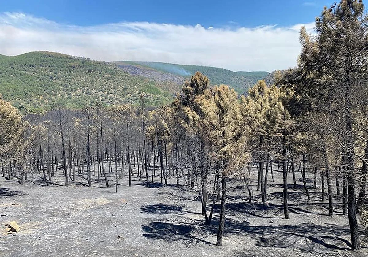 Extinguido el incendio de Guadalajara casi dos meses después de su inicio