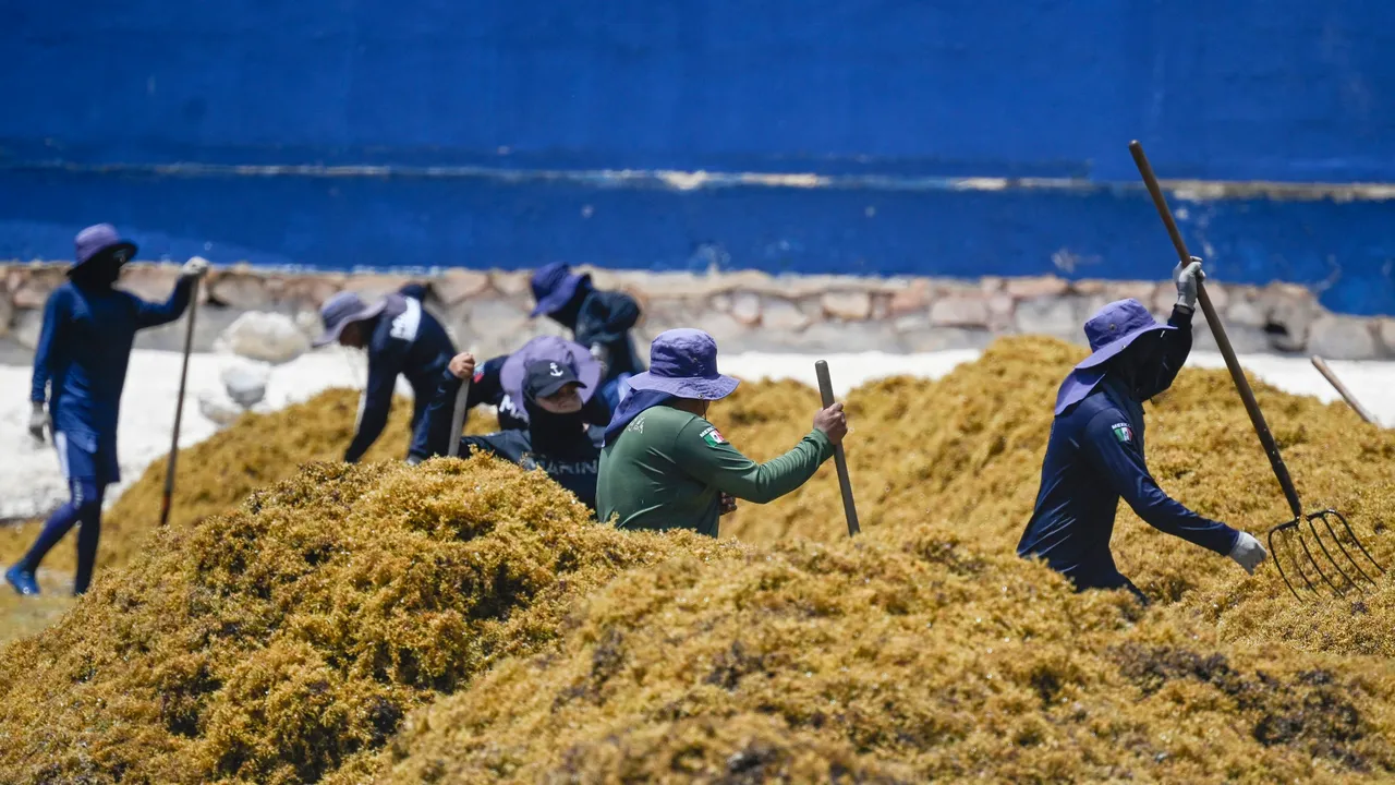 Gases tóxicos y quemaduras: los riesgos que enfrentan quienes retiran sargazo de las playas del Caribe