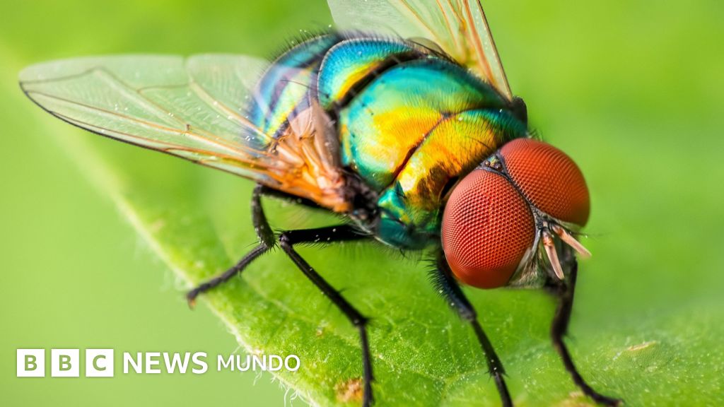 Cómo el cerebro de las moscas puede ofrecer pistas sobre el comportamiento de los seres humanos