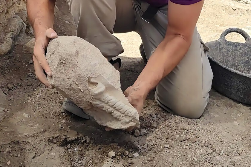 Hallan en la "Pompeya española" de Albacete la cabeza de una escultura ibérica de hace 2.400 años