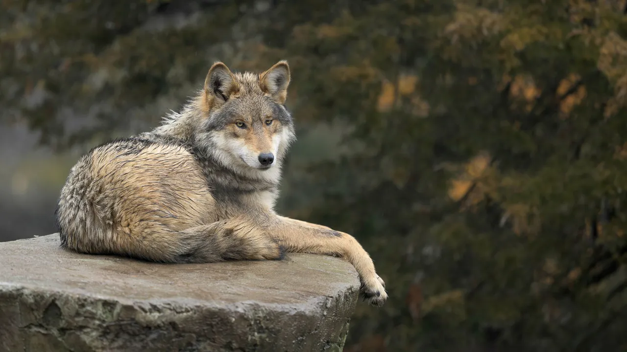 Trump quiere permitir la caza del lobo gris mexicano para favorecer a la industria ganadera