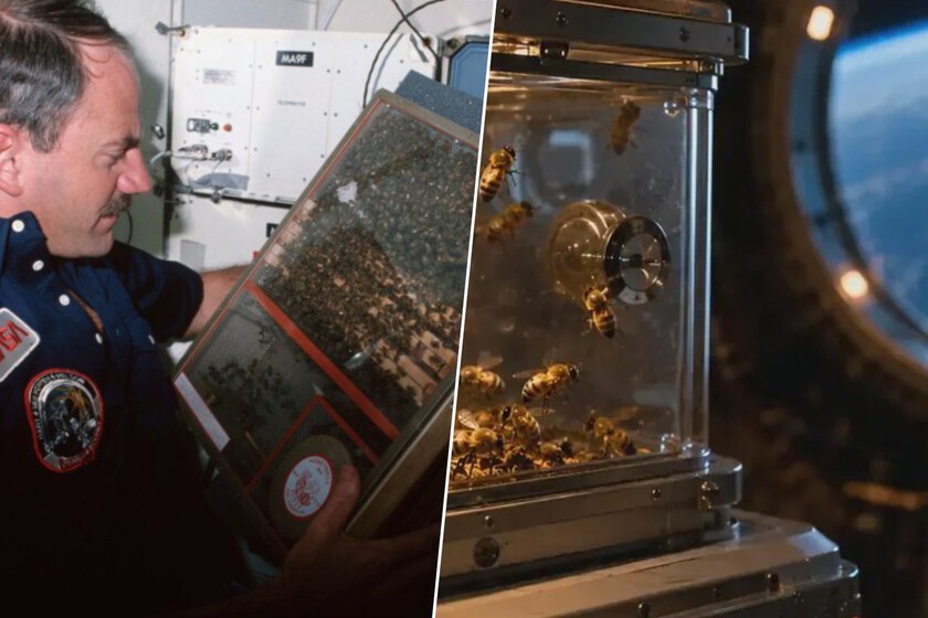 En 1984, la NASA envió 3301 abejas al espacio para ver de qué eran capaces. Siete días después habían construido 200 cm² de hexágonos
