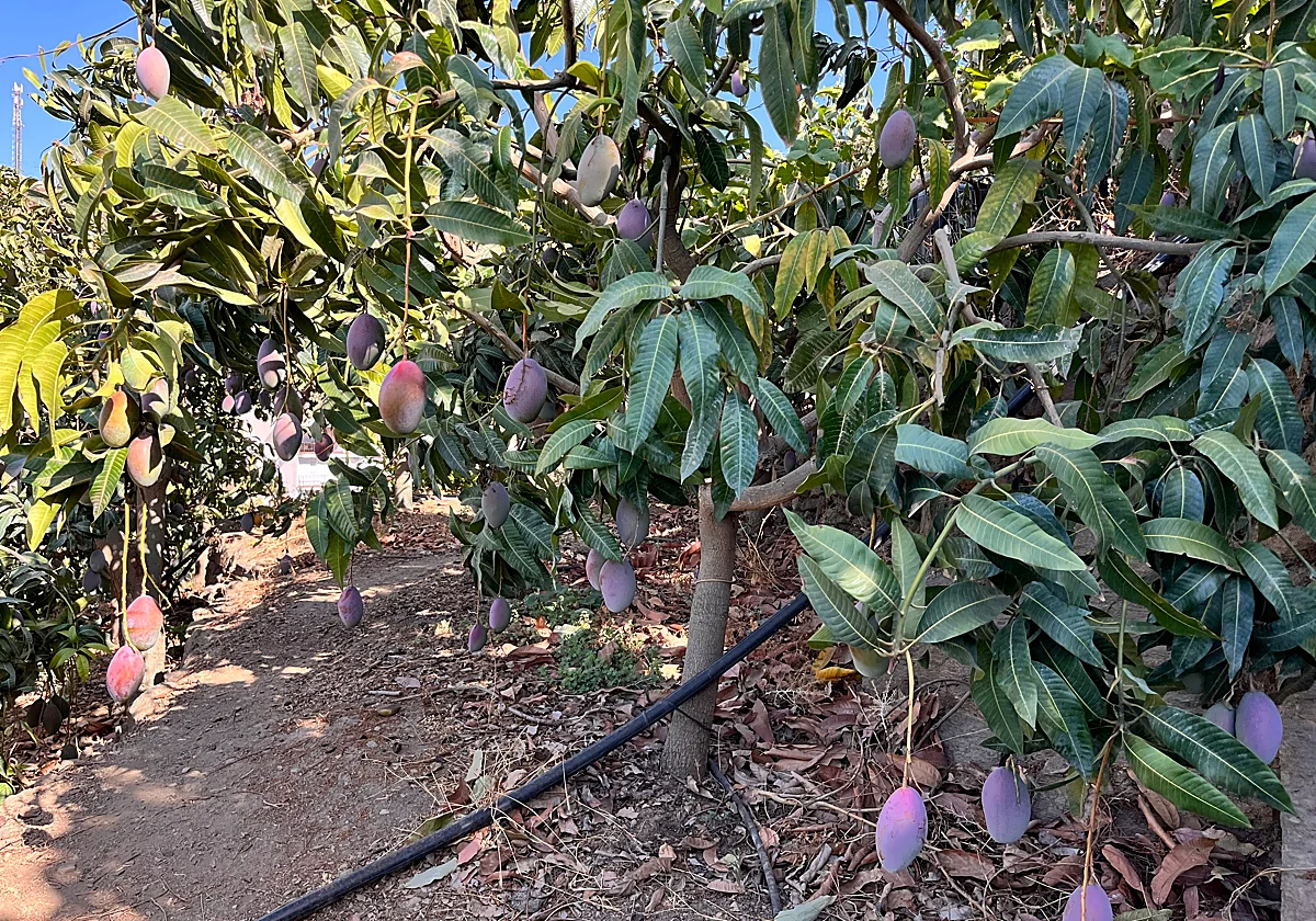 La campaña del mango arranca en la Axarquía con una previsión de 40.000 toneladas