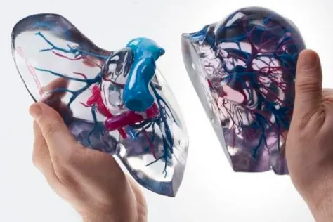 Los "minihígados", un nuevo enfoque de la medicina regenerativa y posible futura alternativa al trasplante de órganos