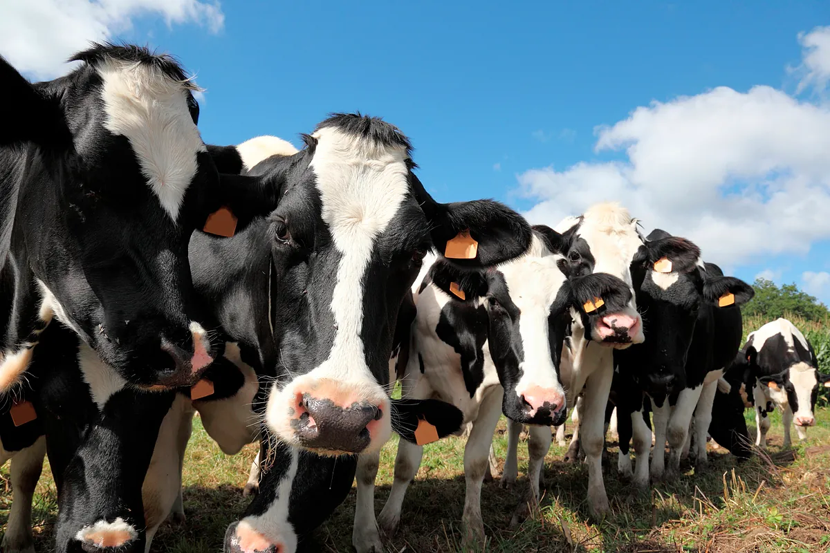 China impondrá cuotas y aranceles adicionales del 55% al vacuno importado desde 2026