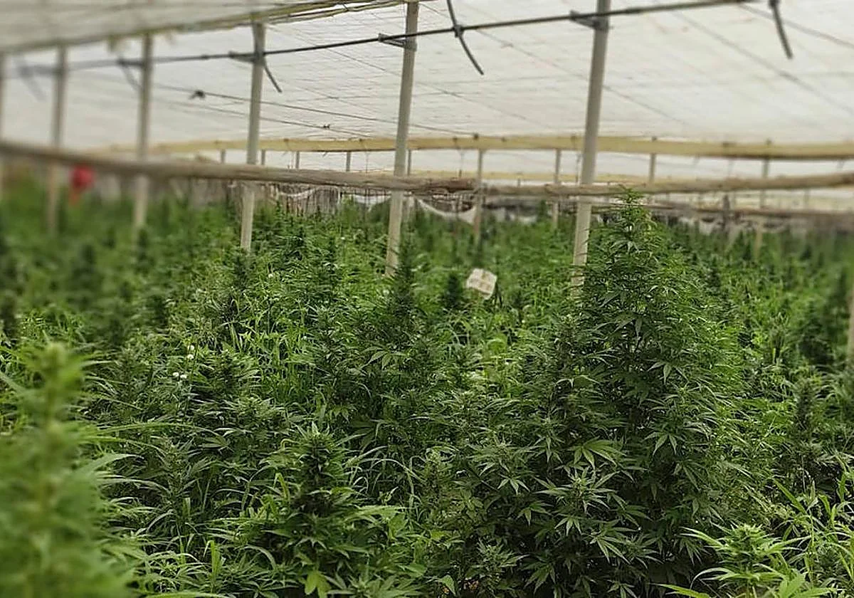 Tres detenidos tras desmantelar en Alhaurín de la Torre un «complejo» invernadero de marihuana