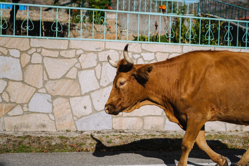 "Ya estamos aburridos": un pueblo de Zamora se queda sin agua por unas vacas. El problema es que ya tenían problemas de abastecimiento