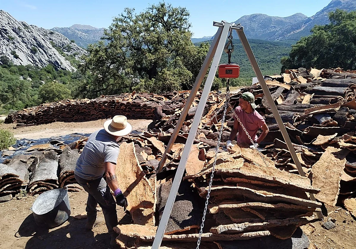 Los Montes de Propio de Ronda dejan más de 600.000 euros por la venta de su corcho
