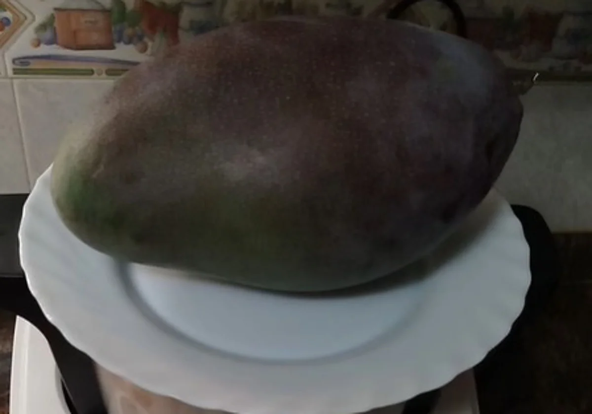 El 'Rey del Mango' de la Axarquía pesa ya 1,46 kilos y todavía puede ser destronado