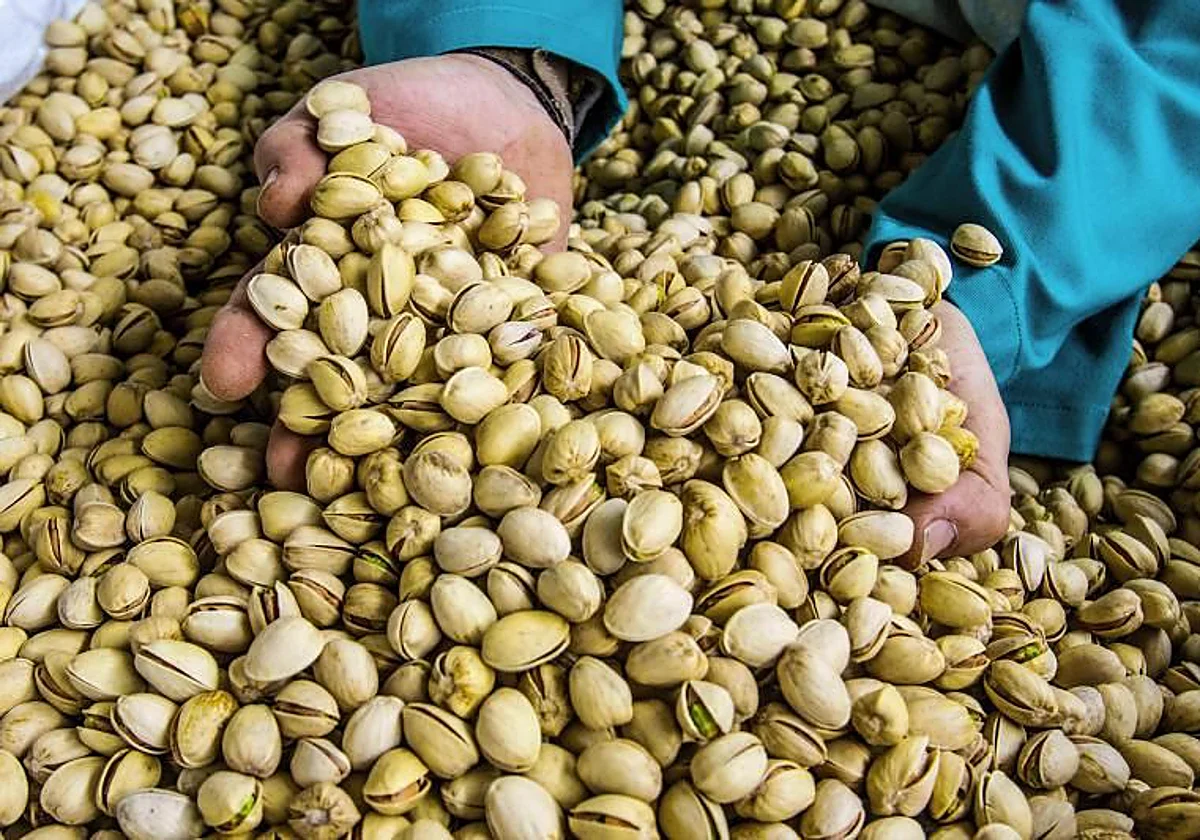 España se suma a la fiebre por el pistacho: líder en Europa, quinto a nivel mundial